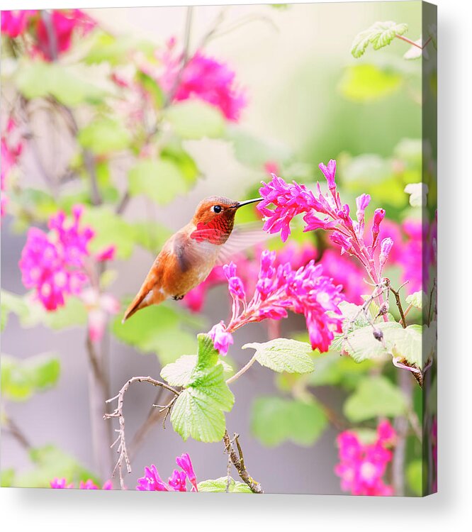 Hummingbird Acrylic Print featuring the photograph Hummingbird in Spring by Peggy Collins