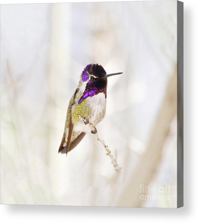 Hummingbird Acrylic Print featuring the photograph Hummingbird larger background by Rebecca Margraf