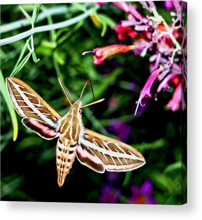 Hummingbird Moth Acrylic Print featuring the photograph Hummingbird Moth by Amy McDaniel