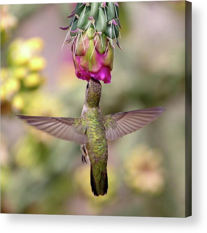 Hummingbird Acrylic Print featuring the photograph Hummingbird on Cholla Cactus by Mindy Musick King