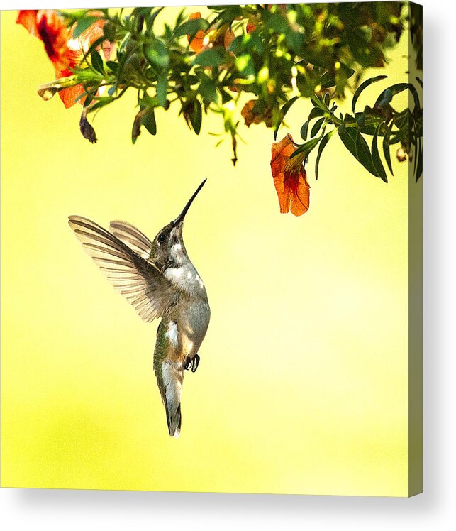 Hummingbird Acrylic Print featuring the photograph Hummingbird Under the Floral Canopy by William Jobes