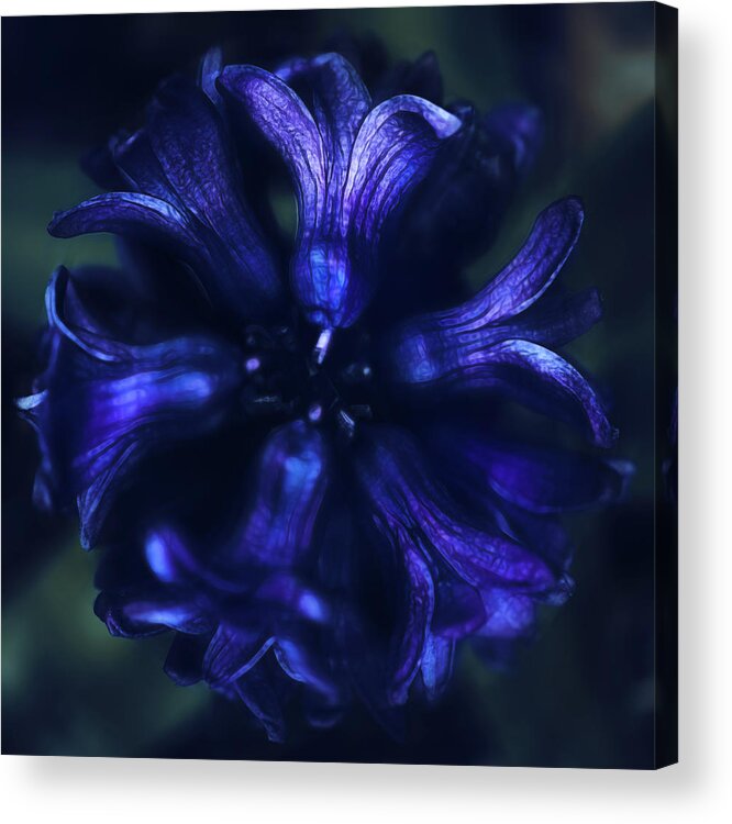 Bloom Acrylic Print featuring the photograph Hyacinth by Robert FERD Frank
