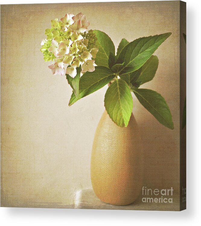 Hydrangea Acrylic Print featuring the photograph Hydrangea with leaves by Lyn Randle
