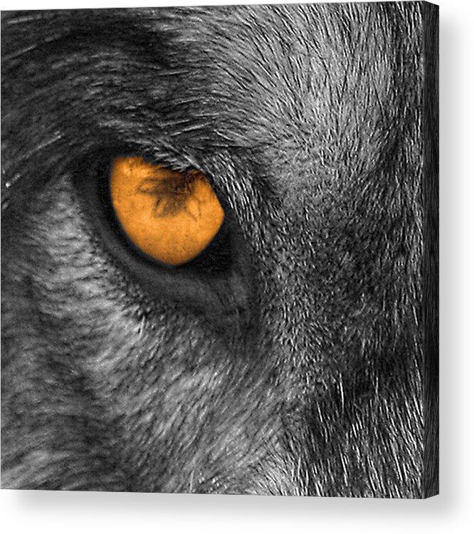 Wolf Acrylic Print featuring the photograph I Am Wolf by Shari Jardina