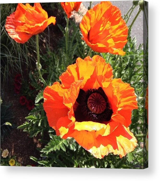  Acrylic Print featuring the photograph I Take This Perfect Poppy's Photo by Jamie Francis