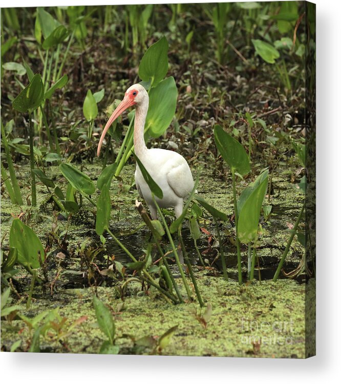 Ibis In Swamp Acrylic Print featuring the photograph Ibis in the Swamp by Carol Groenen