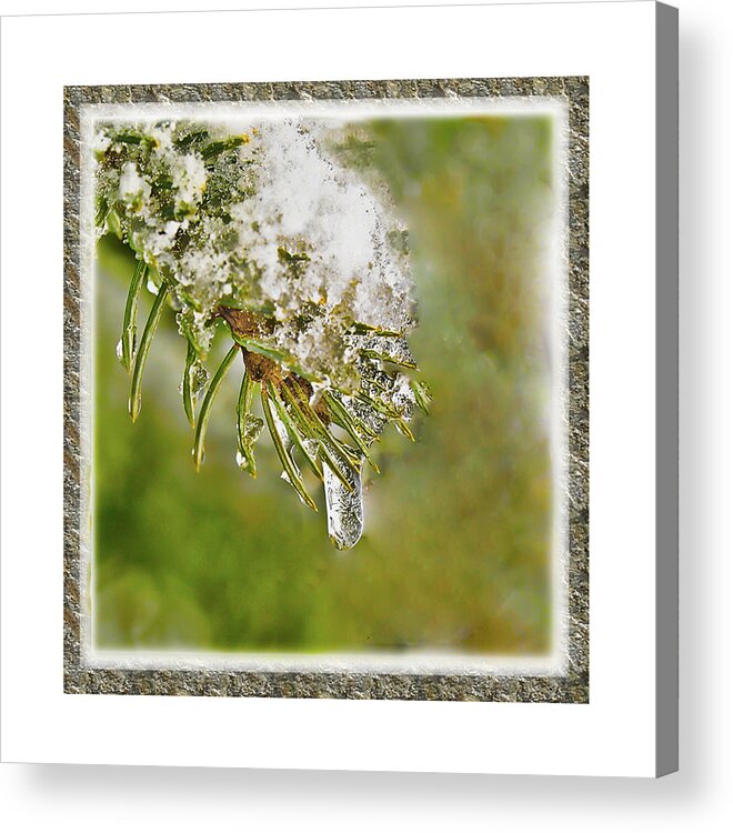 Ice Snow Crystals White Pine Tree Winter Acrylic Print featuring the photograph Ice Drop by Shari Jardina