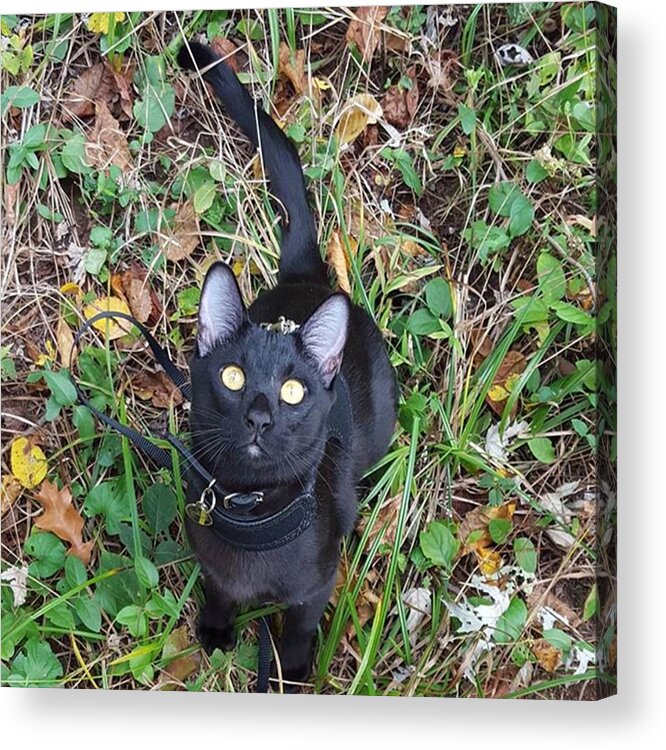 Cute Acrylic Print featuring the photograph I'm 8 Months Old Today! ​#cat by Sirius Black Adventure Cat