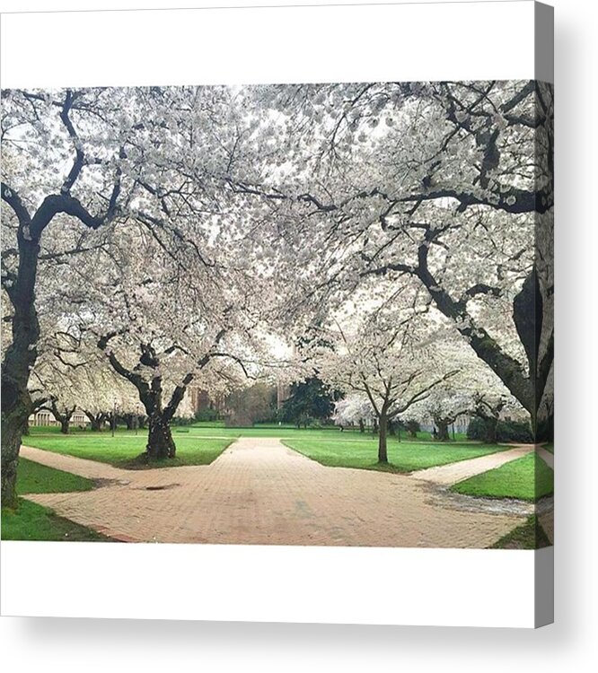 Artofvisuals Acrylic Print featuring the photograph In Full Bloom. #cherrytree #cherrytrees by Kelly Hasenoehrl