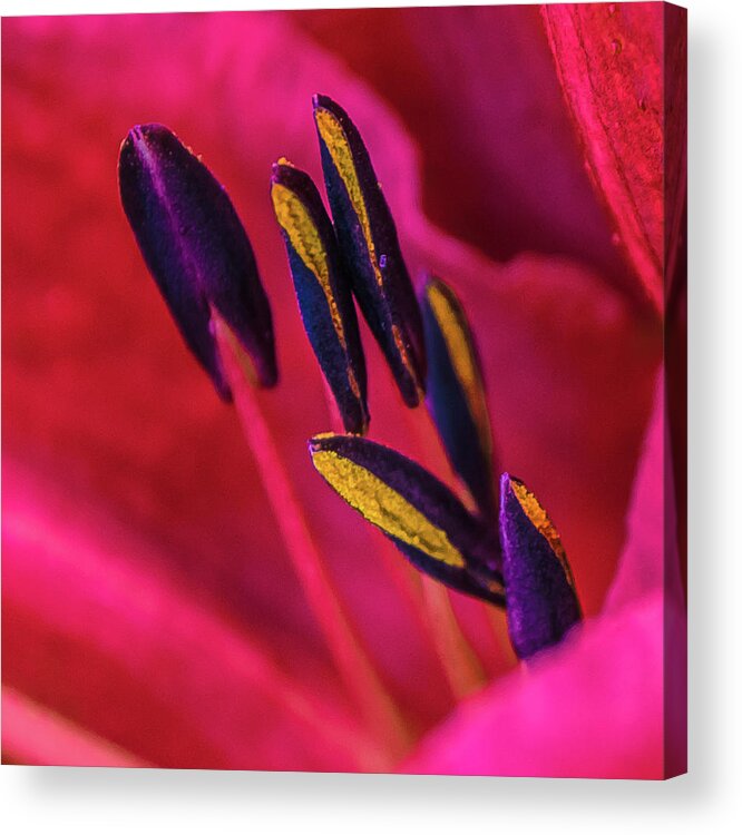 Macro Acrylic Print featuring the photograph Inner Lily Macro Two by Julie Palencia