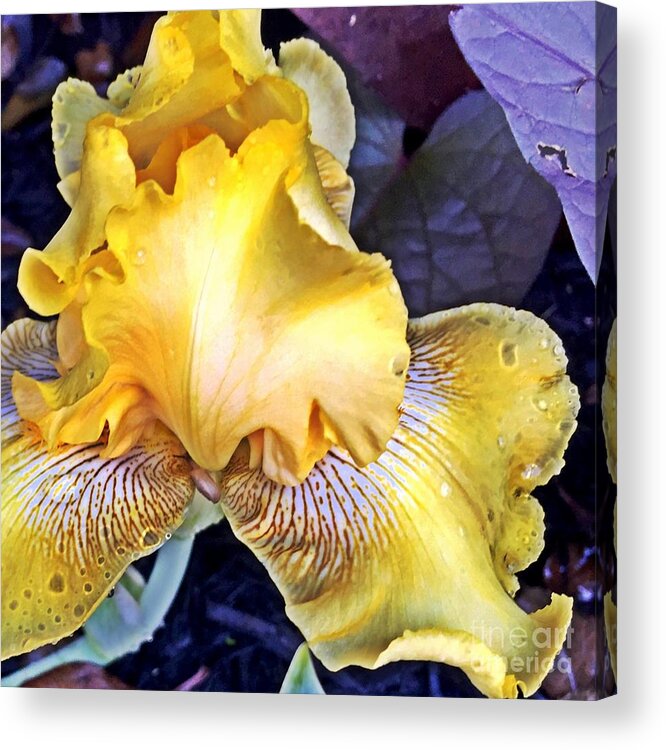 Macro Acrylic Print featuring the photograph Iris Supreme by Vonda Lawson-Rosa
