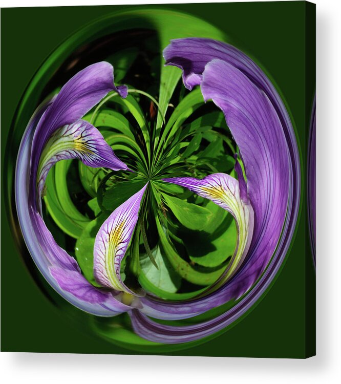 Abstract Acrylic Print featuring the photograph Iris Swirl by Tikvah's Hope