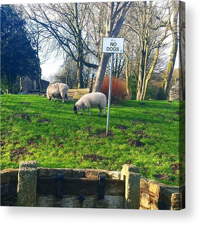Notinsane Acrylic Print featuring the photograph Is This Discrimination? Sheep 🐑 Are by Dante Harker