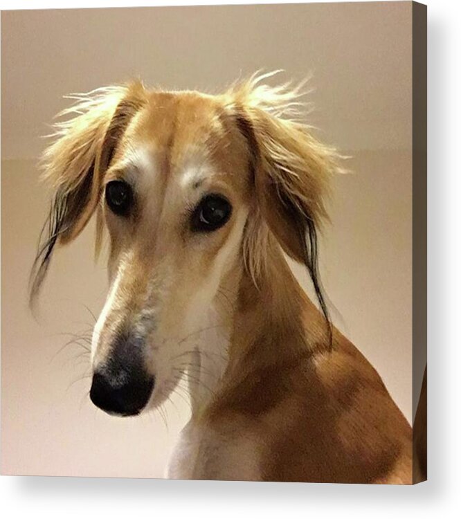 Dogsofinstagram Acrylic Print featuring the photograph It Looks Like It Will Be A Bad Hair Day by John Edwards