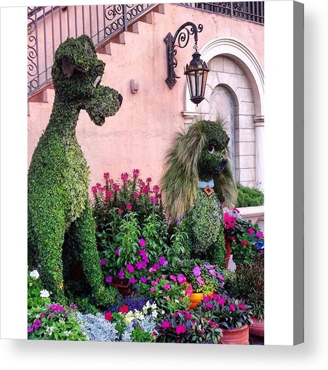 Livetoinspire Acrylic Print featuring the photograph Lady and the Tramp by Janel Cortez