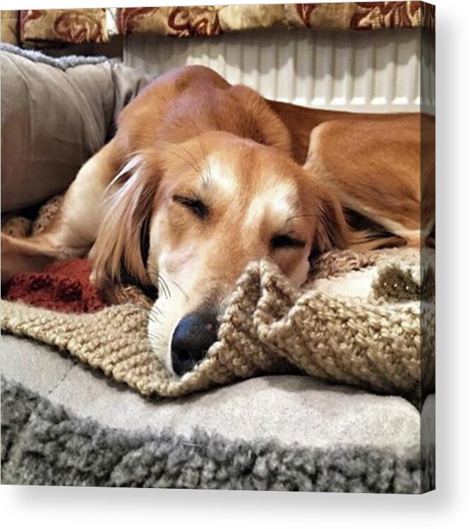 Dogsofinstagram Acrylic Print featuring the photograph It's Been A Hard Day...

#saluki by John Edwards