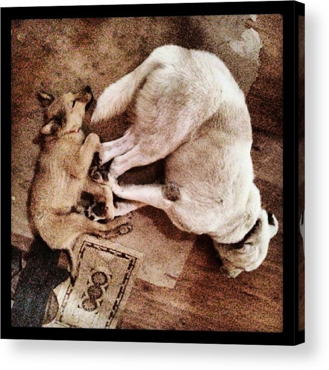Animal Acrylic Print featuring the photograph Julio-chuvak Tandem
#dog #animal #pet by Rafa Rivas