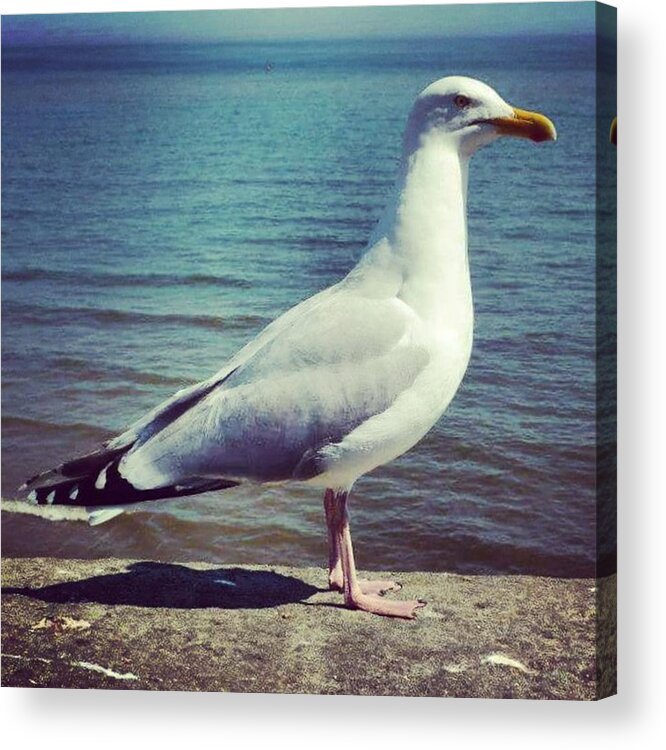 Love Acrylic Print featuring the photograph Just Chillin #seagull by Richard Atkin