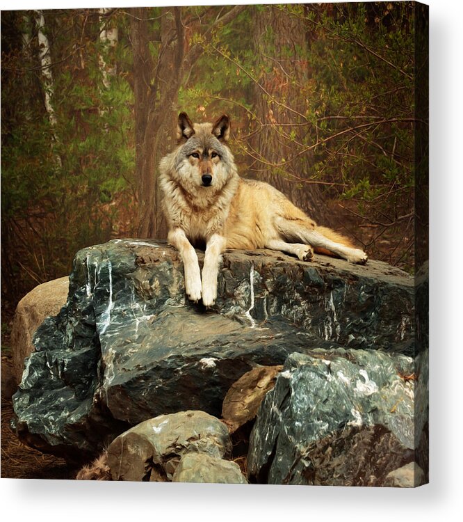 Animal Acrylic Print featuring the photograph Just Chilling by Susan Rissi Tregoning