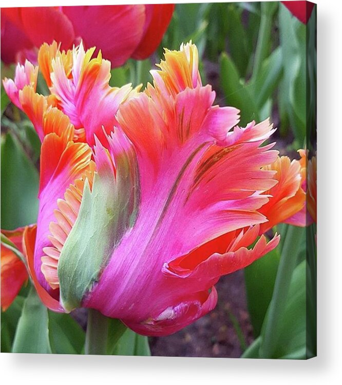 Tuliptakeover Acrylic Print featuring the photograph Just The Most Amazing Flower by Dante Harker