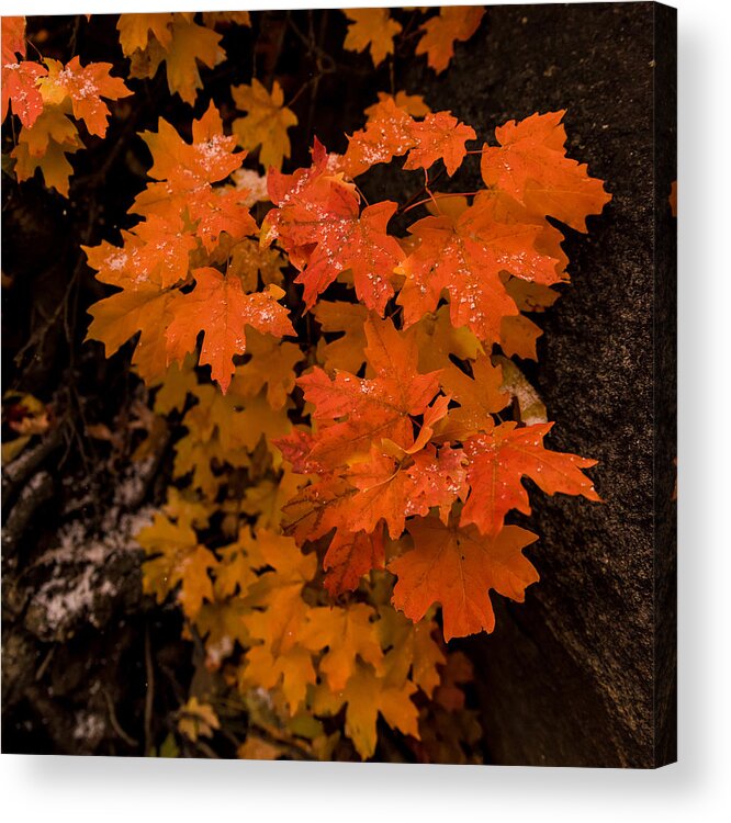 Fall Acrylic Print featuring the photograph Kernals of Snow by Dave Koch