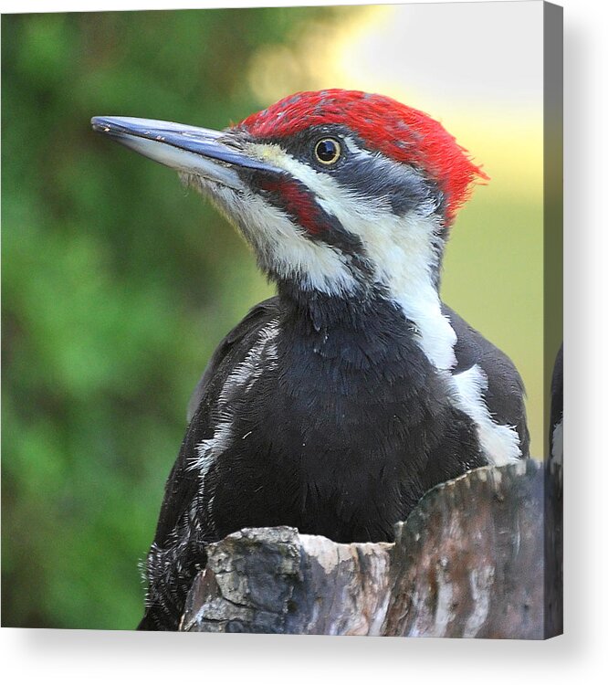 Pileated Woodpecker Acrylic Print featuring the photograph King of the Castle by Carl Olsen