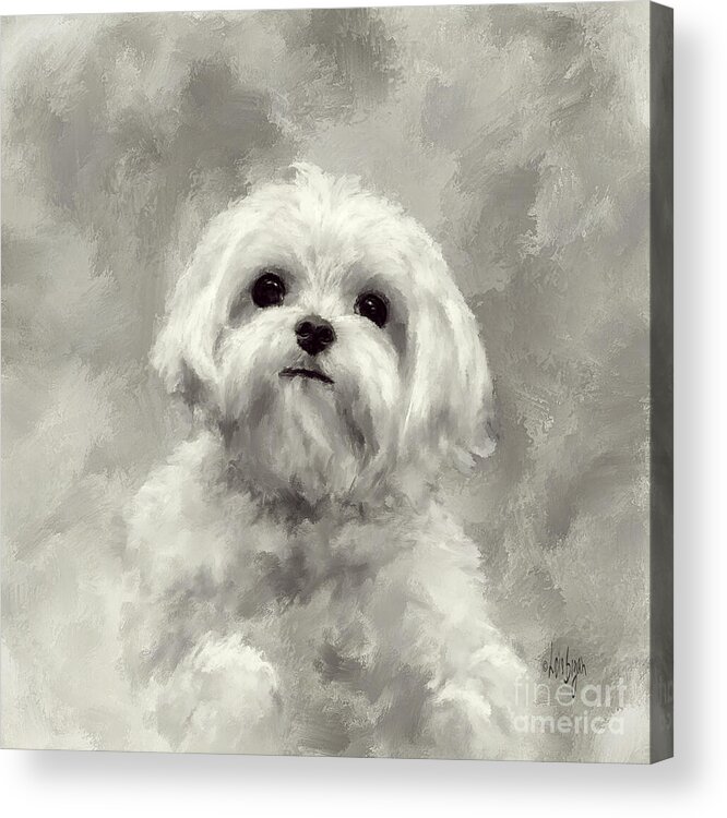 Maltese Acrylic Print featuring the digital art King Of The World by Lois Bryan