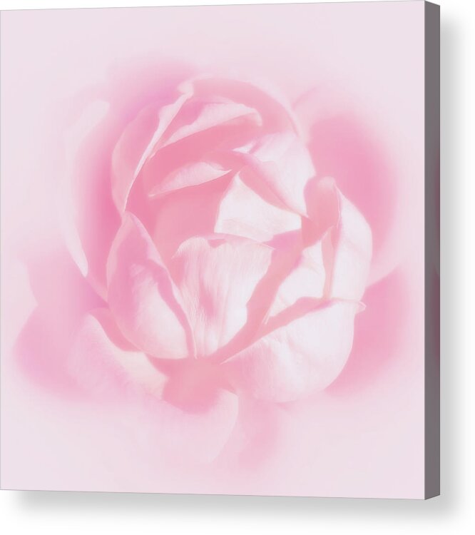 Rose Acrylic Print featuring the photograph Kiss By A Rose by Iryna Goodall