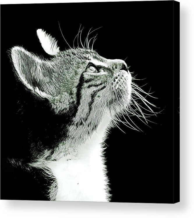 Kitten Acrylic Print featuring the digital art Kitten Thoughts by David G Paul