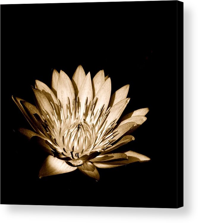 Waterlily Acrylic Print featuring the photograph Kuala Lumpur Orchid Garden Malaysia A by Per Lidvall