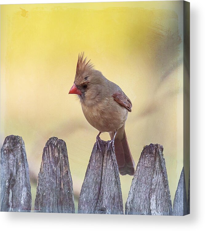 Bird Acrylic Print featuring the photograph Lady Cardinal by Cathy Kovarik