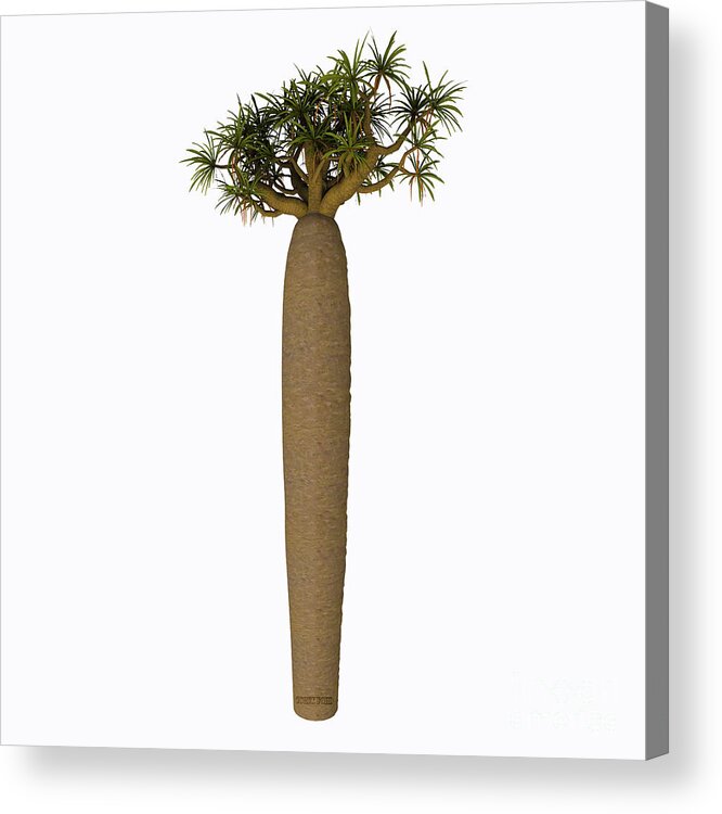 3d Illustration Acrylic Print featuring the painting Large Bottle Tree by Corey Ford