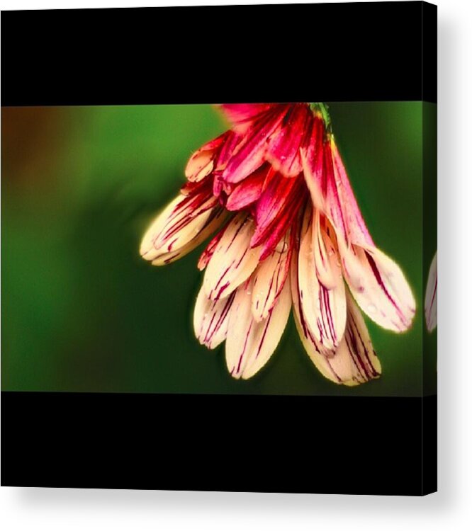Nature Acrylic Print featuring the photograph Red and White Flower close-up by Awni H