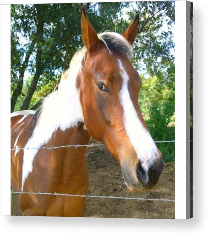 Horse Acrylic Print featuring the photograph Last Week, I Met My First #horse! She by Shari Warren