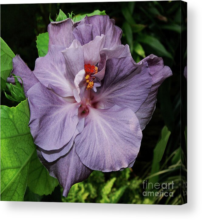 Hibiscus Acrylic Print featuring the photograph Lavender by Doug Norkum