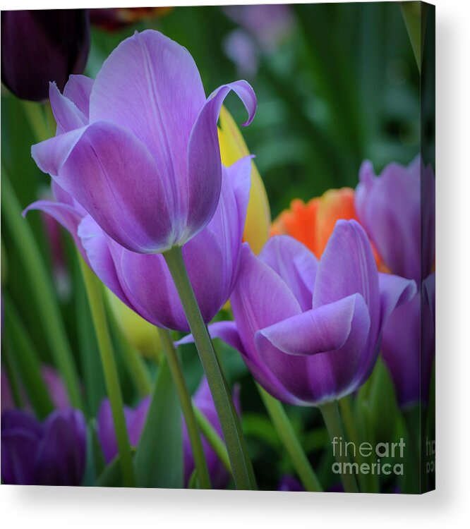 Tulips Acrylic Print featuring the photograph Lavender Tulips by Tamara Becker