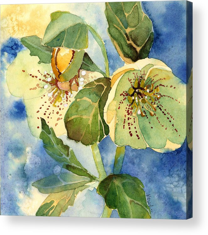 Watercolor Acrylic Print featuring the painting Lenten Rose by Casey Shannon