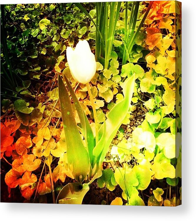 Beautiful Acrylic Print featuring the photograph White Tulip by Daniela Elena Vilcea