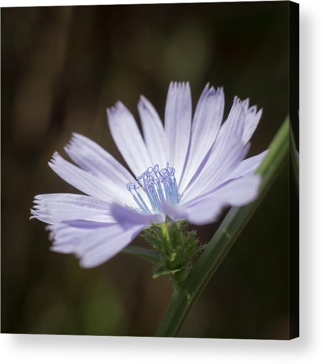 Purple Acrylic Print featuring the photograph Light by Mary Underwood
