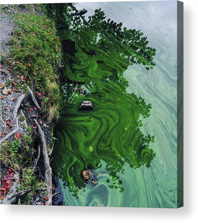  Acrylic Print featuring the photograph Like Green Marble by Aleck Cartwright