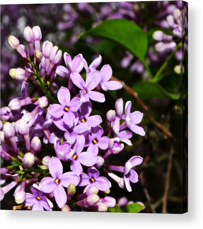 Backyard Acrylic Print featuring the photograph Lilac Bush in Spring by Michelle Calkins