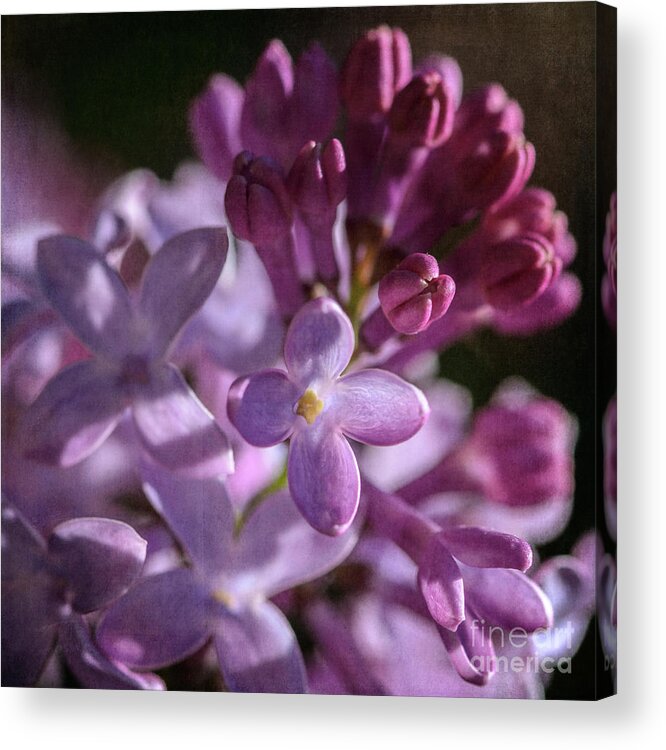 Lilacs Acrylic Print featuring the photograph Lilacs by Tamara Becker