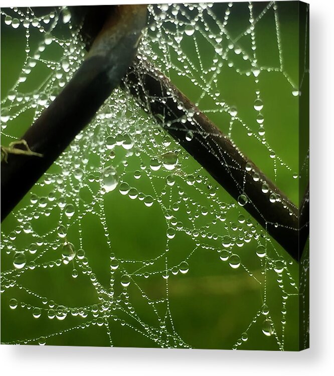 Web Acrylic Print featuring the photograph Lit Web by Terri Hart-Ellis