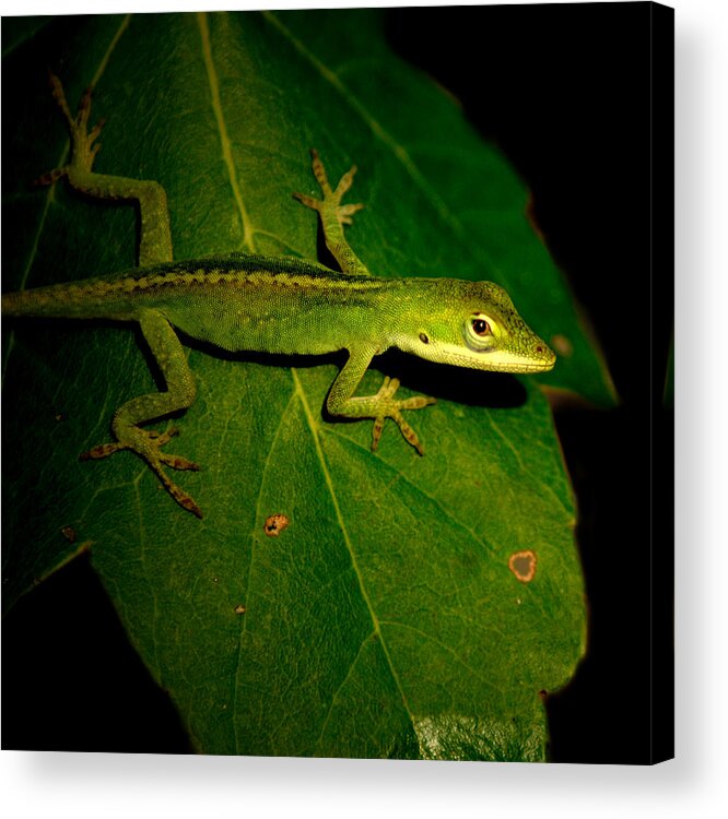  Acrylic Print featuring the photograph Lizard 5 by David Weeks
