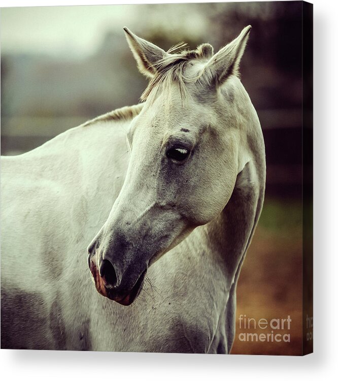 Horse Acrylic Print featuring the photograph White horse close up vintage colors portrait by Dimitar Hristov