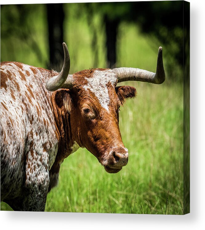 Long Horn Steer Acrylic Print featuring the photograph Long Horned Steer by Paul Freidlund