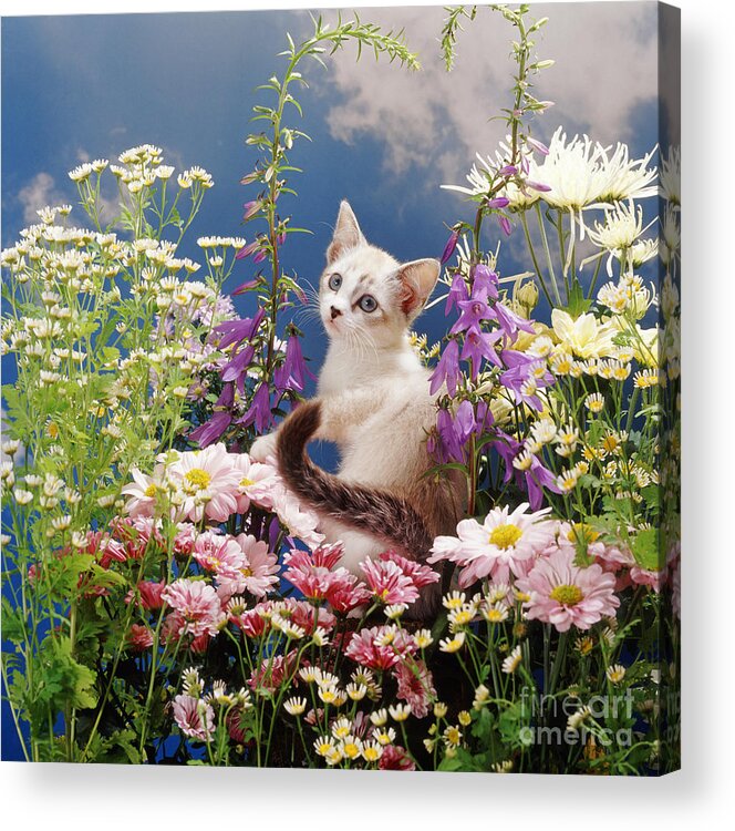 Devon Rex Acrylic Print featuring the photograph Looking back with Flowers by Warren Photographic