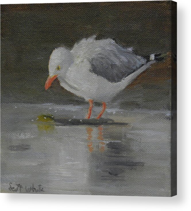Seagull Landscape Birds Water Ocean Acrylic Print featuring the painting Looking for Scraps by Scott W White