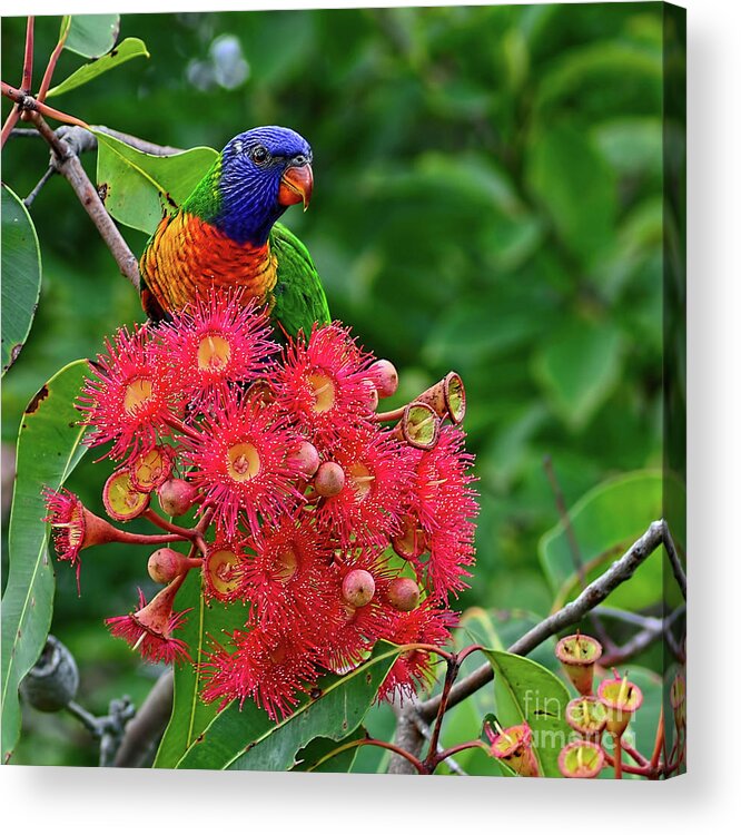 Photography Acrylic Print featuring the photograph Lorikeet and Gum Nut Blossoms by Kaye Menner by Kaye Menner