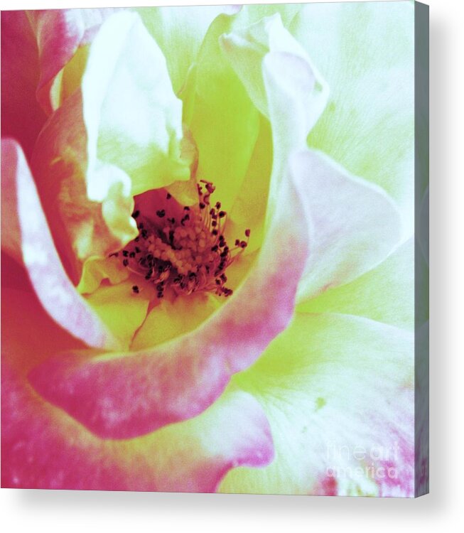 Love Acrylic Print featuring the photograph Love by Daniele Smith